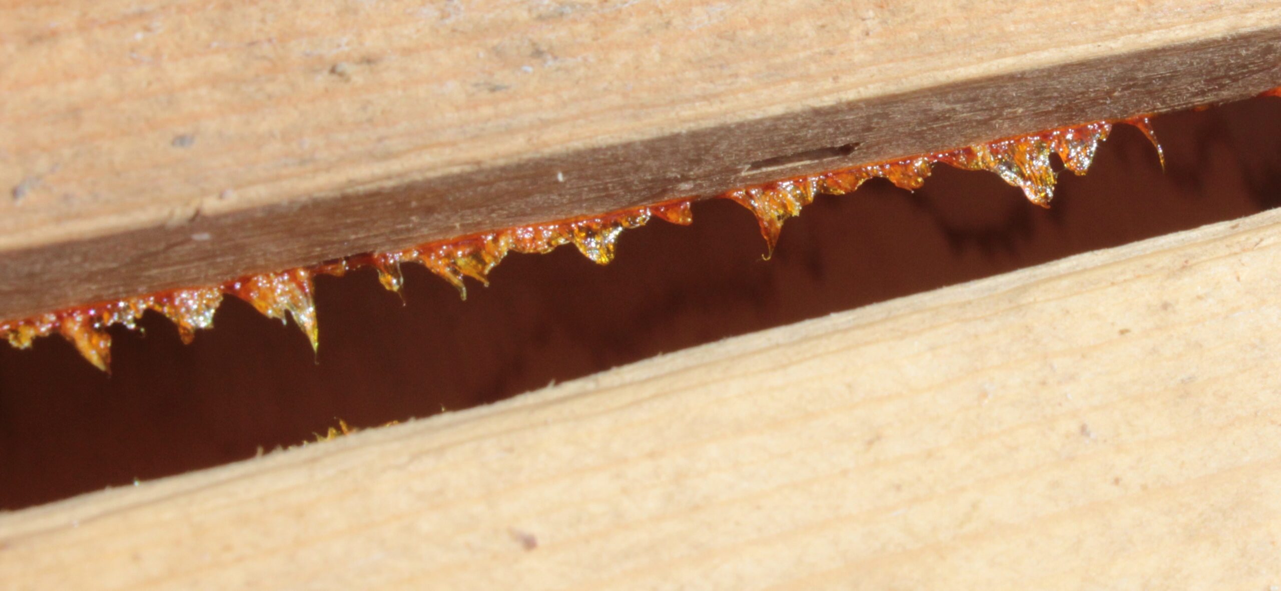 Two bars of a top bar hive pulled apart, showing the sticky propolis that held them together.
TIKTAALIKBREEDER/WIKIMEDIA COMMONS,  <a href=