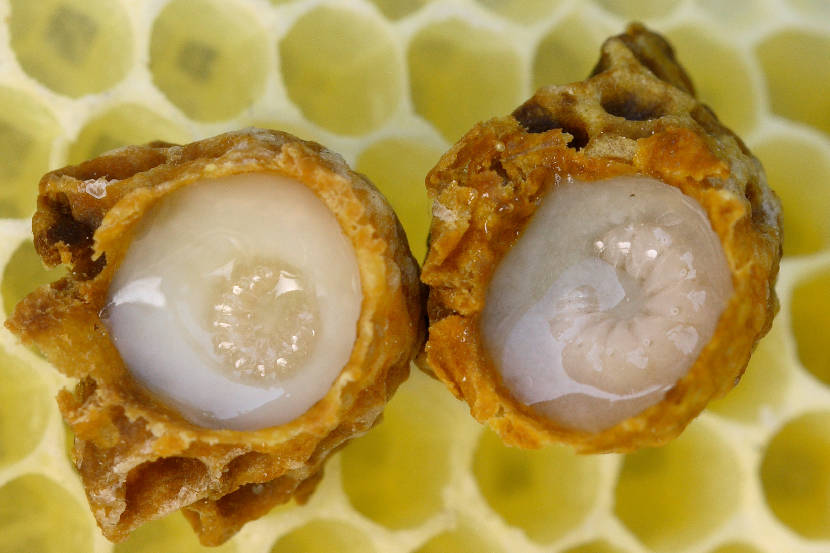 Developing queen larvae surrounded by royal jelly.
WAUGSBERG/WIKIMEDIA COMMONS, <a href=