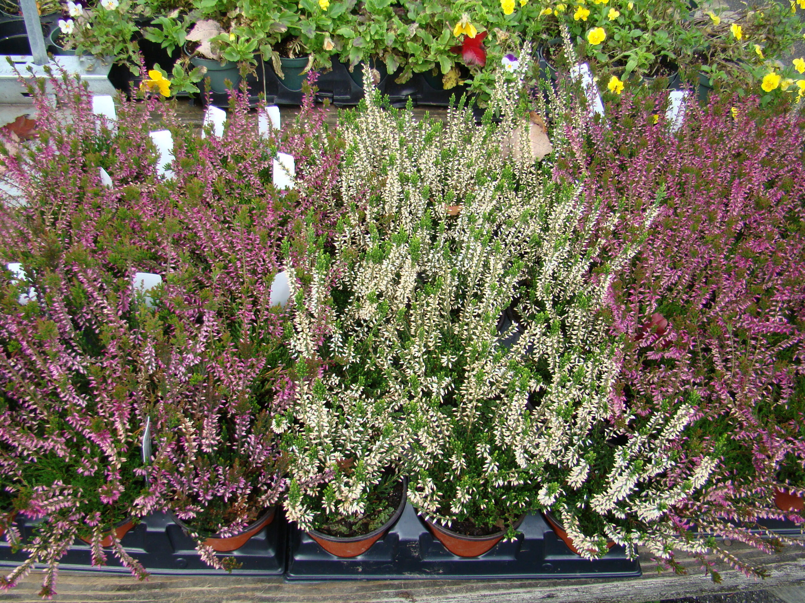 These small quart pots of heathers were seen at a local garden center in mid-October.  You may find them in the spring or in the fall. Both are excellent times for planting.
ANDREW MESSINGER
