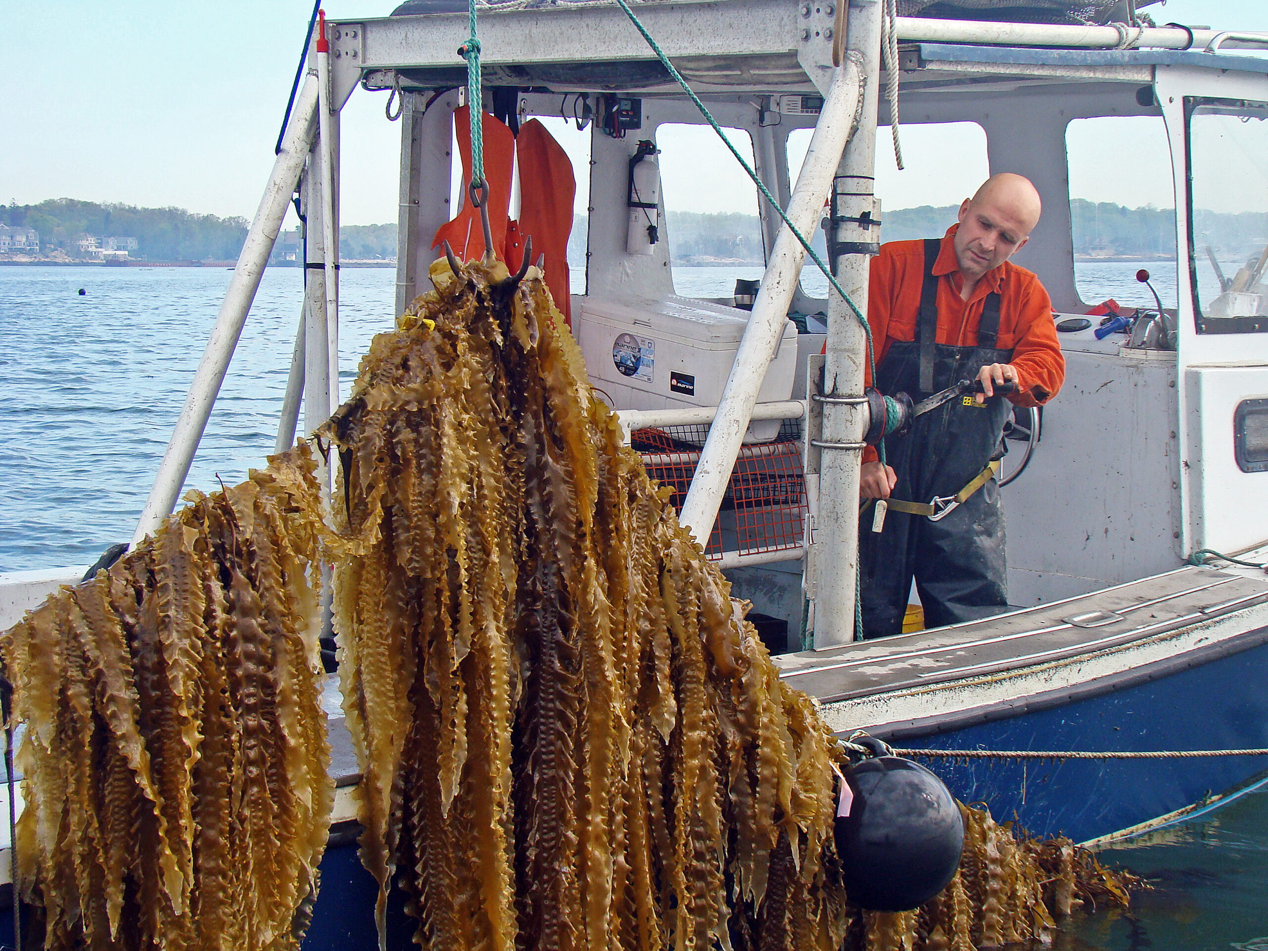 New York State Governor Kathy Hochul vetoed a bill last month that would have permitted leasing of state-owned underwater land for seaweed cultivation. New York State Assemblyman Fred Thiele had supported the bill, which would have expanded kelp cultivation. COURTESY OF GREENWAVE