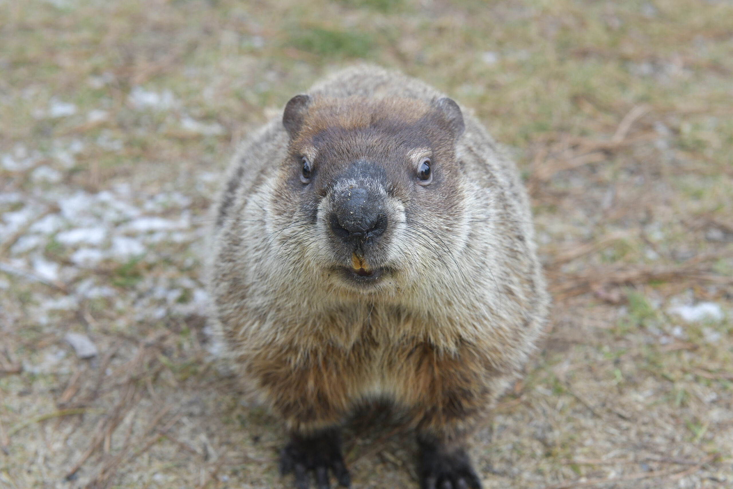 Allen McButterpants makes his debut as a prognosticator on Groundhog  Day at the Evelyn Alexander Wildlife Rescue Center. Allen did not see his shadow and predicted an early spring.  DANA SHAW