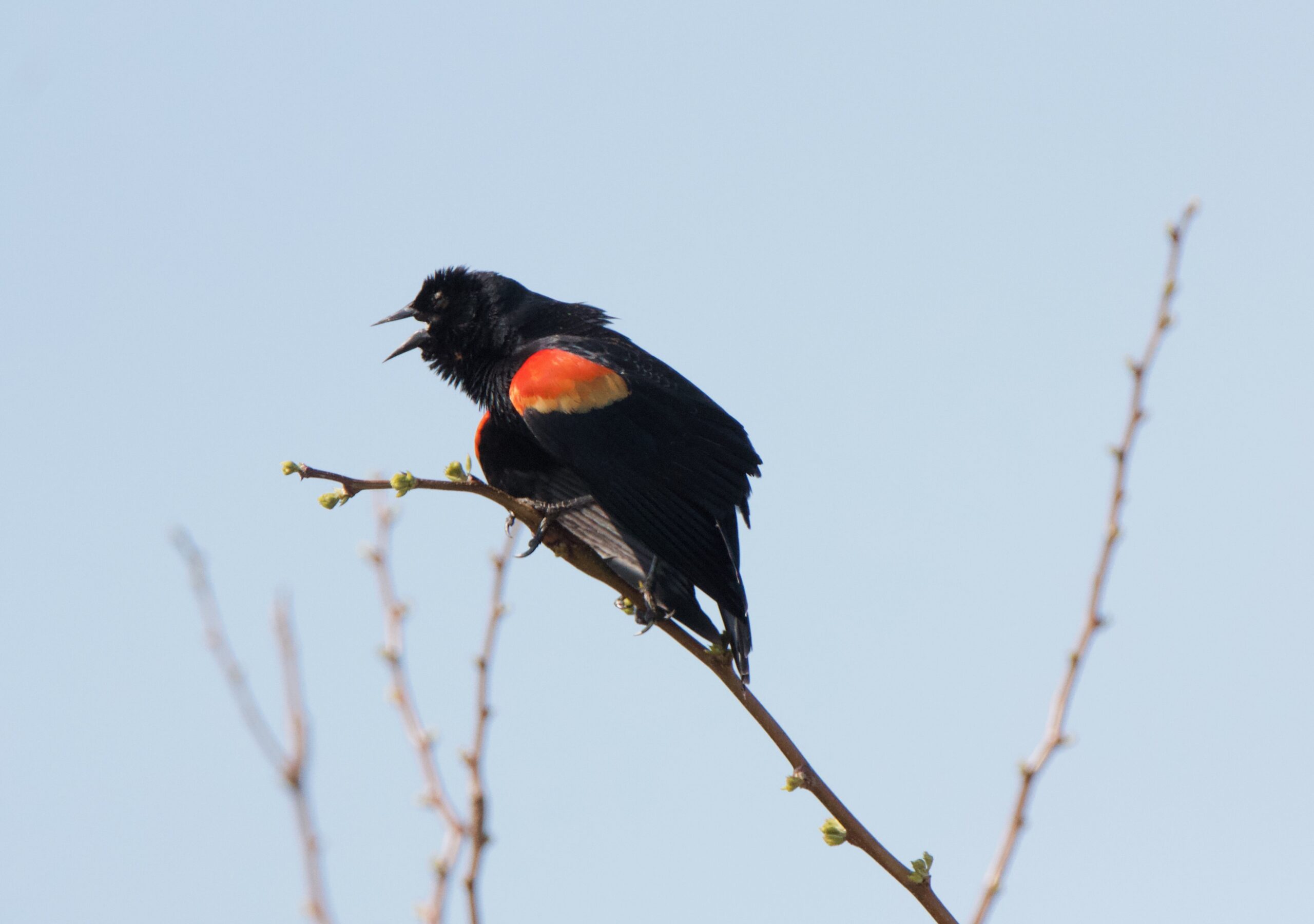 A male red-winged blackbird staking his claim to a corner of the Haven’s Beach dreen.    TERRY SULLIVAN