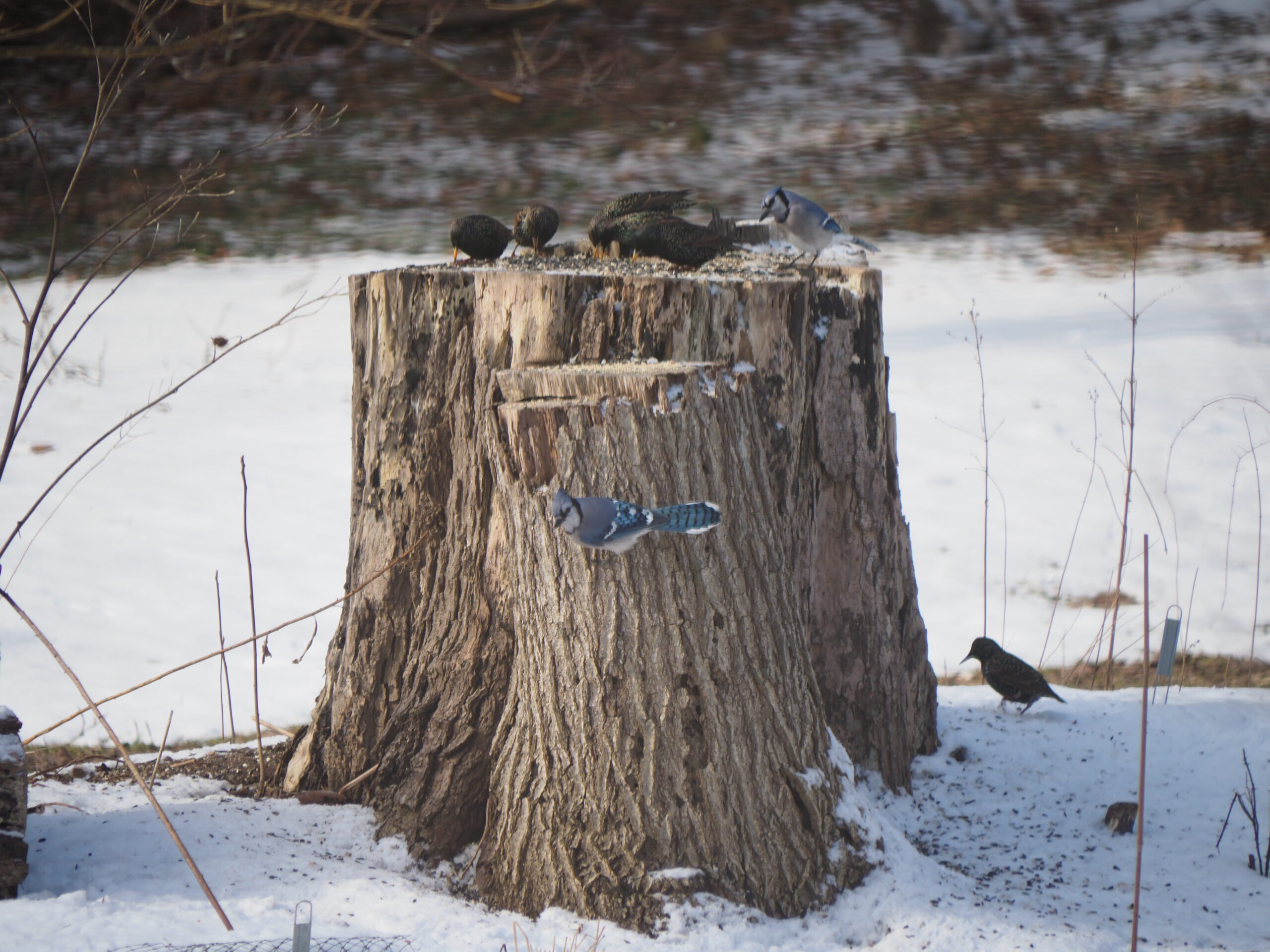 European starlings displace the blue jays as they examine what’s left from breakfast.  The starlings are never first on the stump but always show up to clean up what’s left. ANDREW MESSINGER