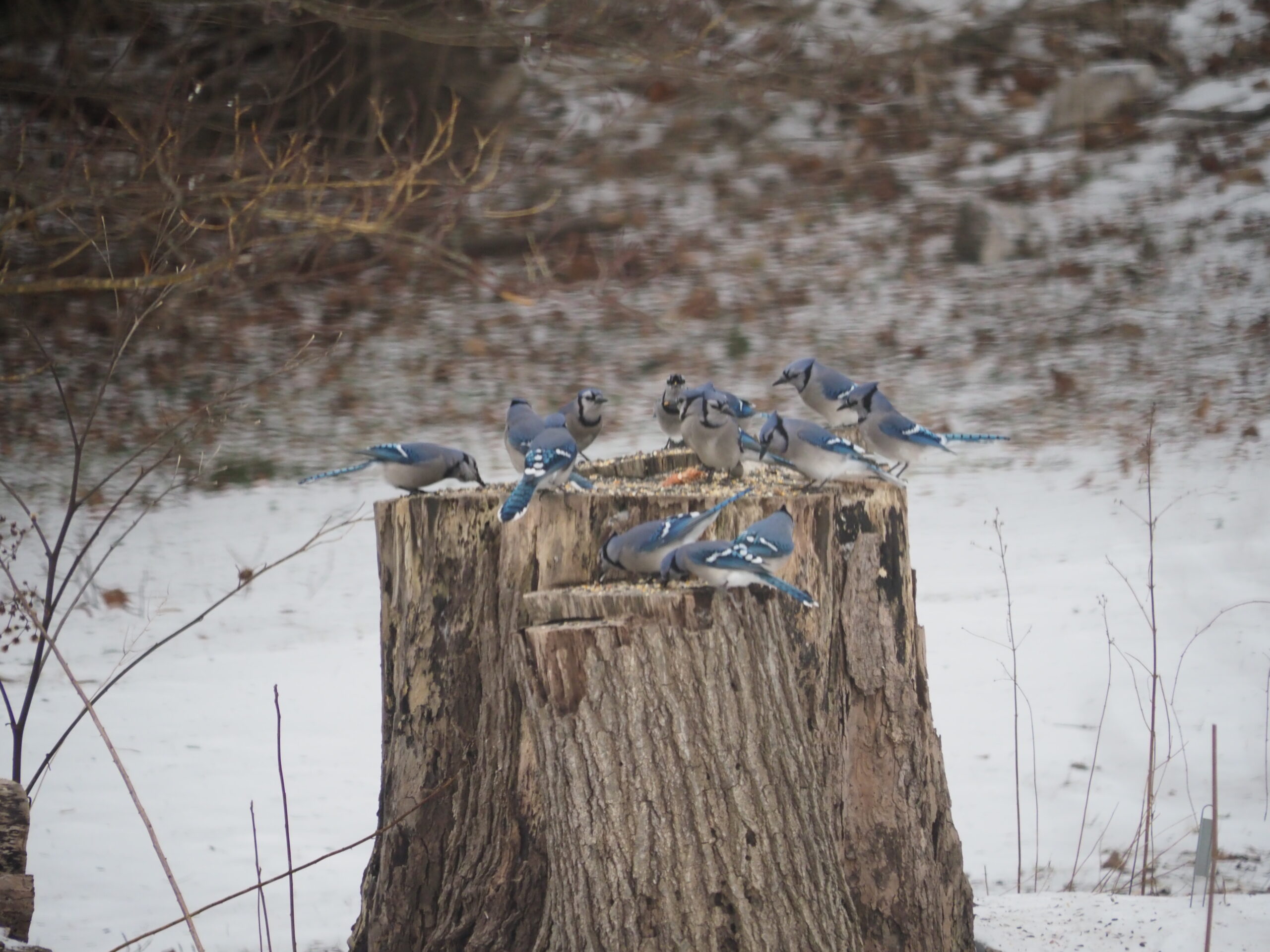 A dozen blue jays on top of the maple stump feeding on the days assortment of seeds, nuts and dried fruit. At times twice as many jays crowd the stump. ANDREW MESSINGER
