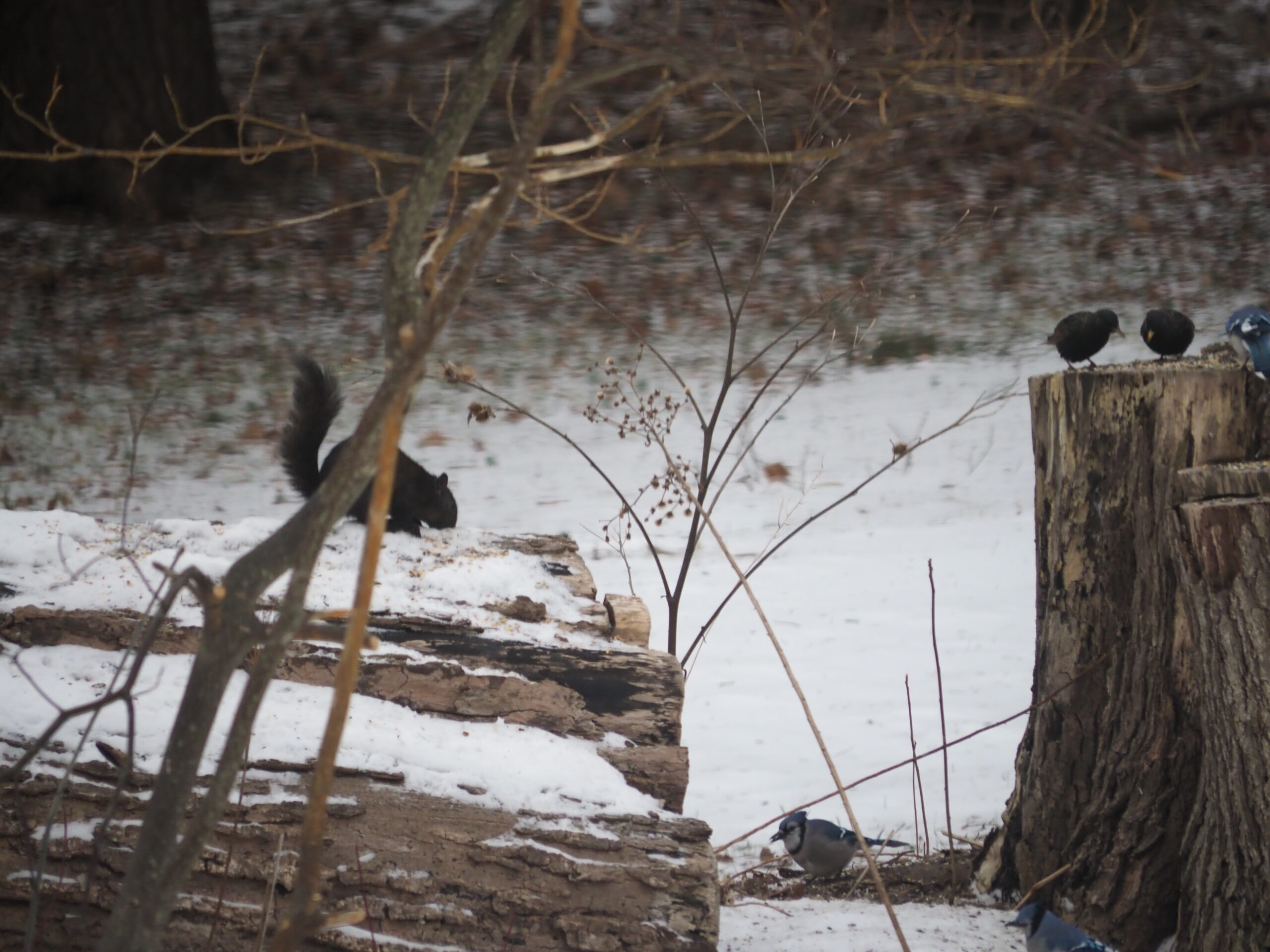 A black squirrel hunts for unshelled peanuts on the left while jays and starlings feed on and around the stump. ANDREW MESSINGER