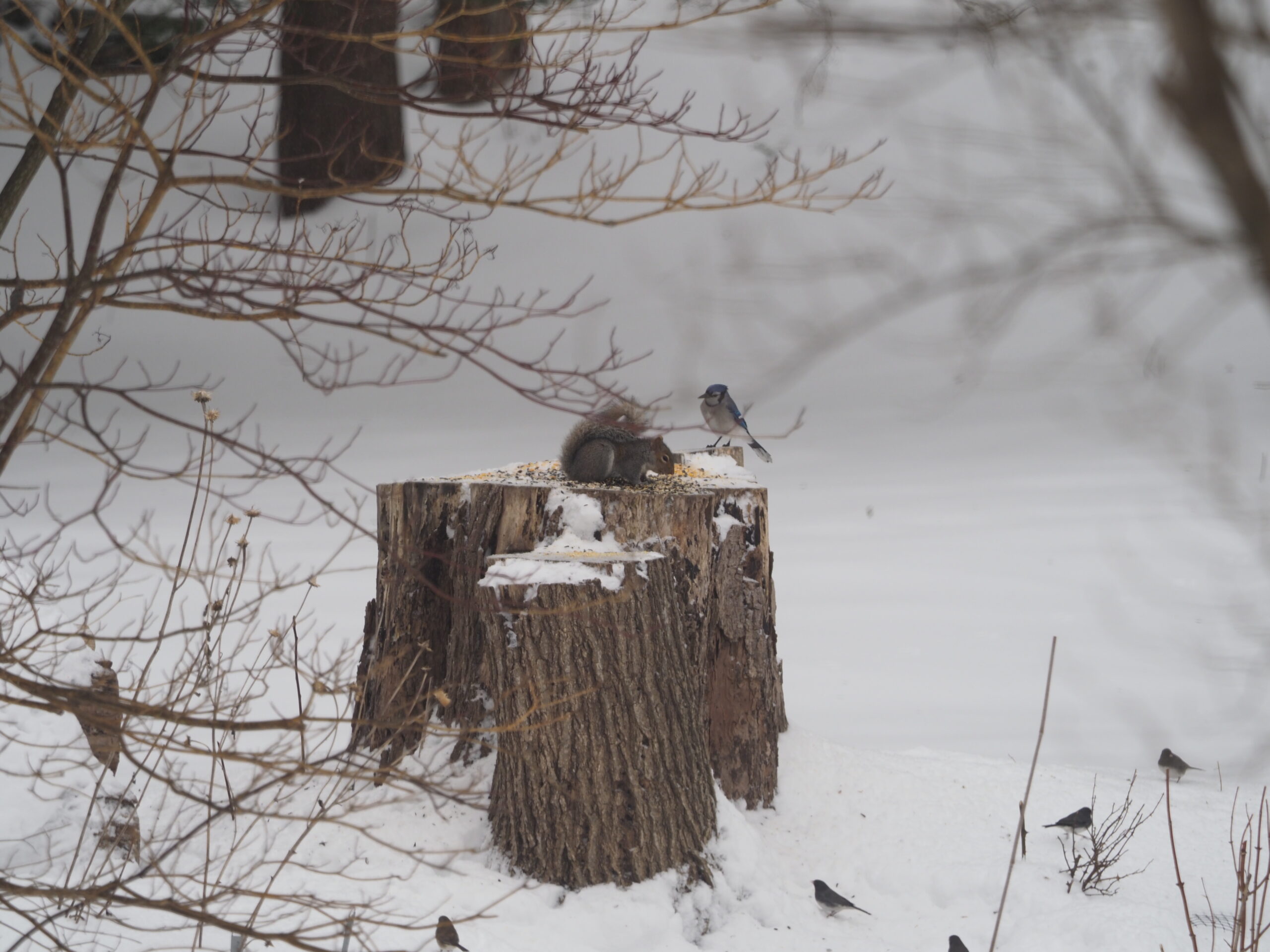 A blue jay waits impatiently a few feet from the stump while a grey squirrel sifts through the day's seed offerings for instant and longer-range gratification. ANDREW MESSINGER