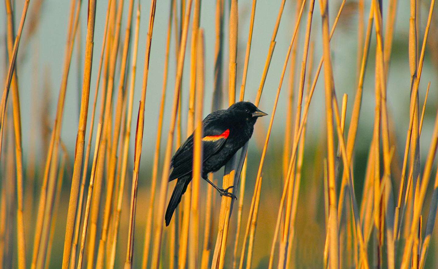 A red-winged blackbird seen in Sagaponack on Bridge Street next to the bridge around 2014.  DELL CULLUM