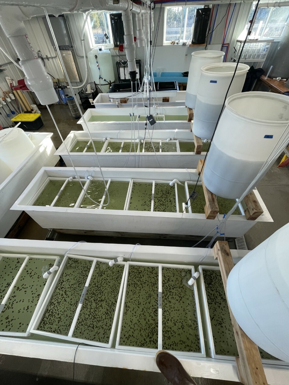 The Cornell Cooperative Extension hatchery in Southold raises more than 800,000 scallops for release into the wild each year.