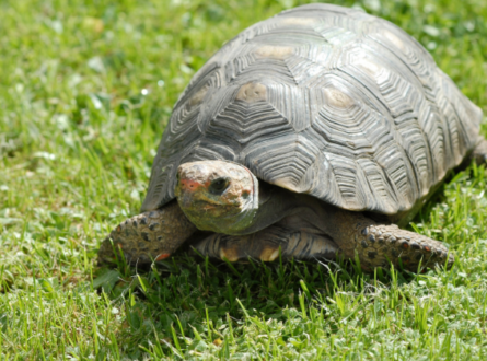 All About Turtles with Quogue Wildlife Refuge