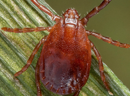 Tick-Borne Disease- What You Need to Know