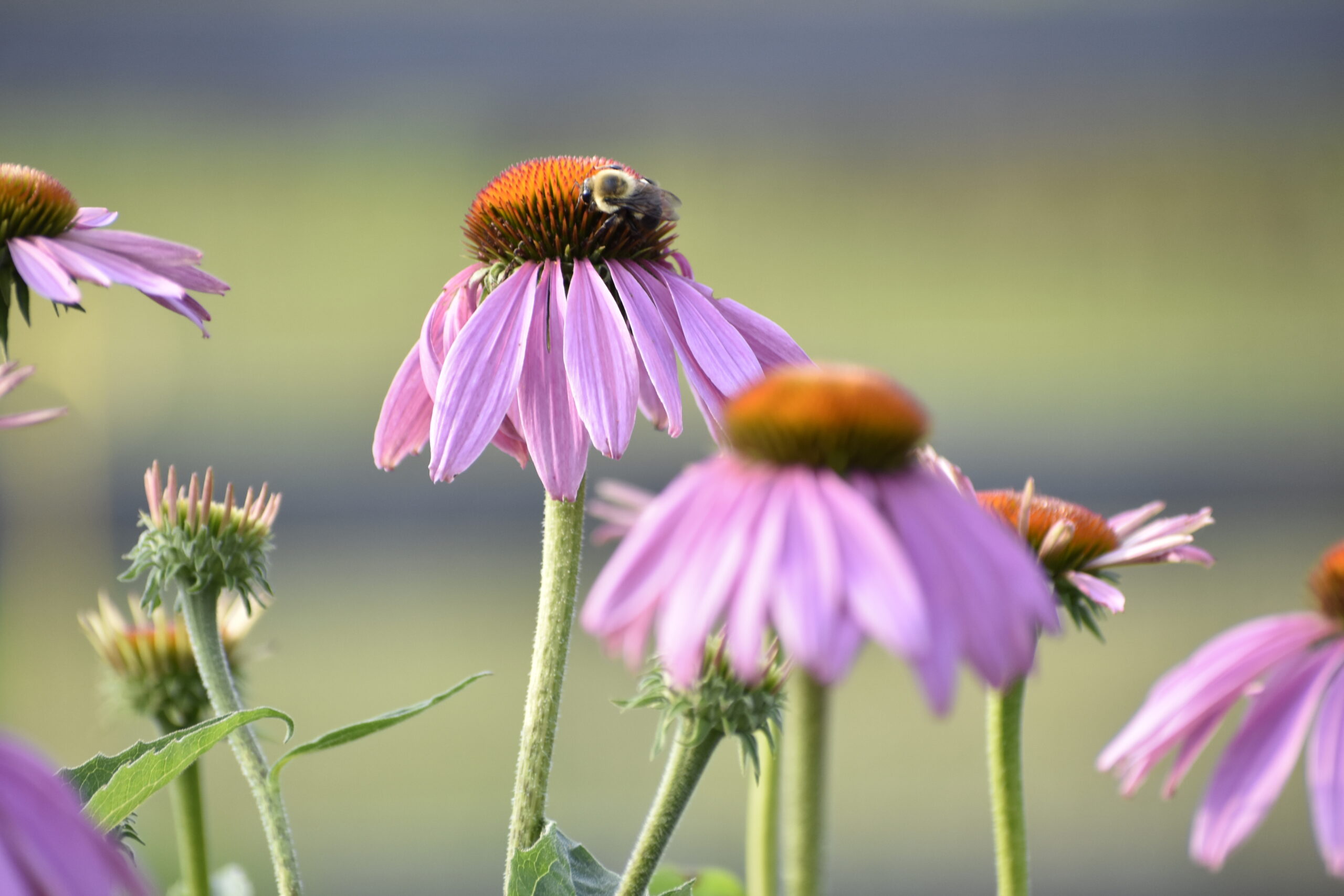 Coneflowers are a popular plants for pollinator gardens -- one of the many gardening topics that will be explored during Spring Gardening School. BRENDAN J. O'REILLY