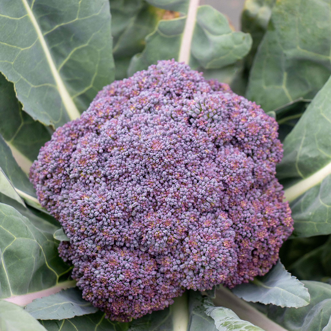 Broccoli Jacaranda is a purple-crowned type that’s a cross between broccoli and cauliflower.  The heads are about 5 inches in diameter and the plants mature in about 50 days from transplants. PURE LINE SEEDS