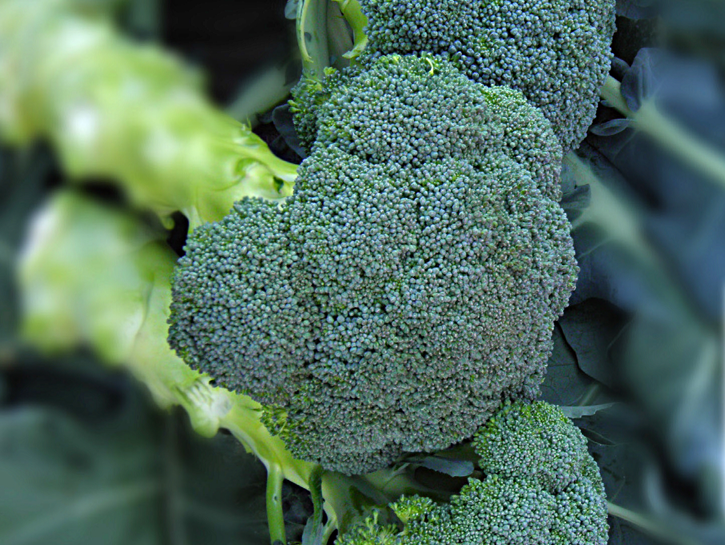 Asteroid is a broccoli from Harris Seeds. The heads are a dark green and the plants mature in 77 days from transplants. HARRIS SEEDS