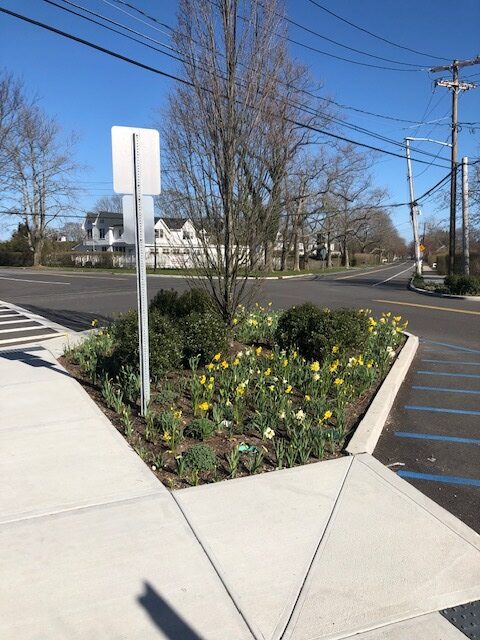 Some of the daffodils planted in 2020. COURTESY MARCUS STINCHI