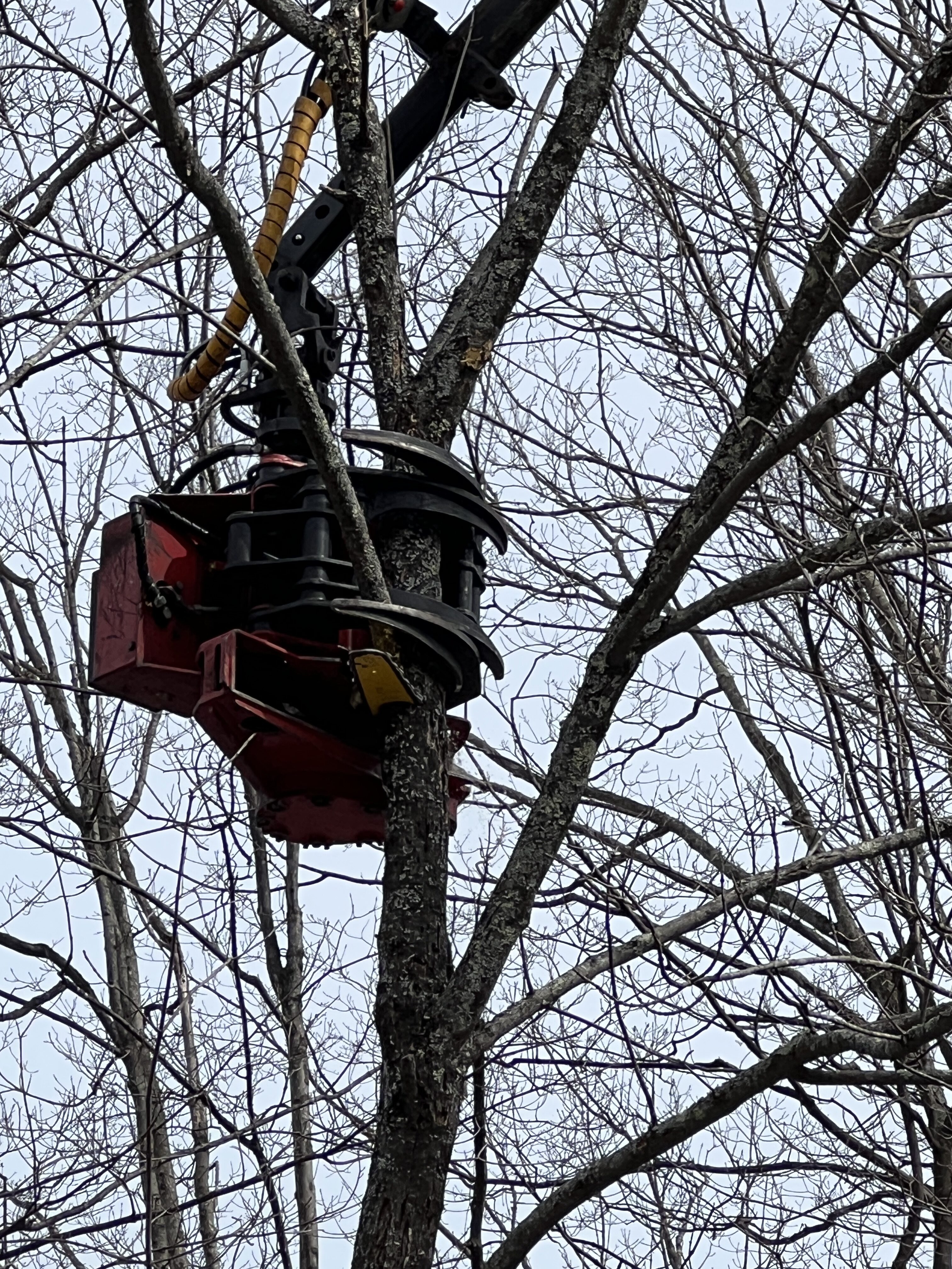Forty feet in the air and 50 feet from the truck that this device is mounted on, four arms wrap around the tree trunk while a remotely controlled chainsaw below the arms safely cuts off the top of the tree. With the arms wrapped around the trunk, the section can be lowered to the ground to be trimmed and cut for firewood or put in a chipper. No climber needed. ANDREW MESSINGER