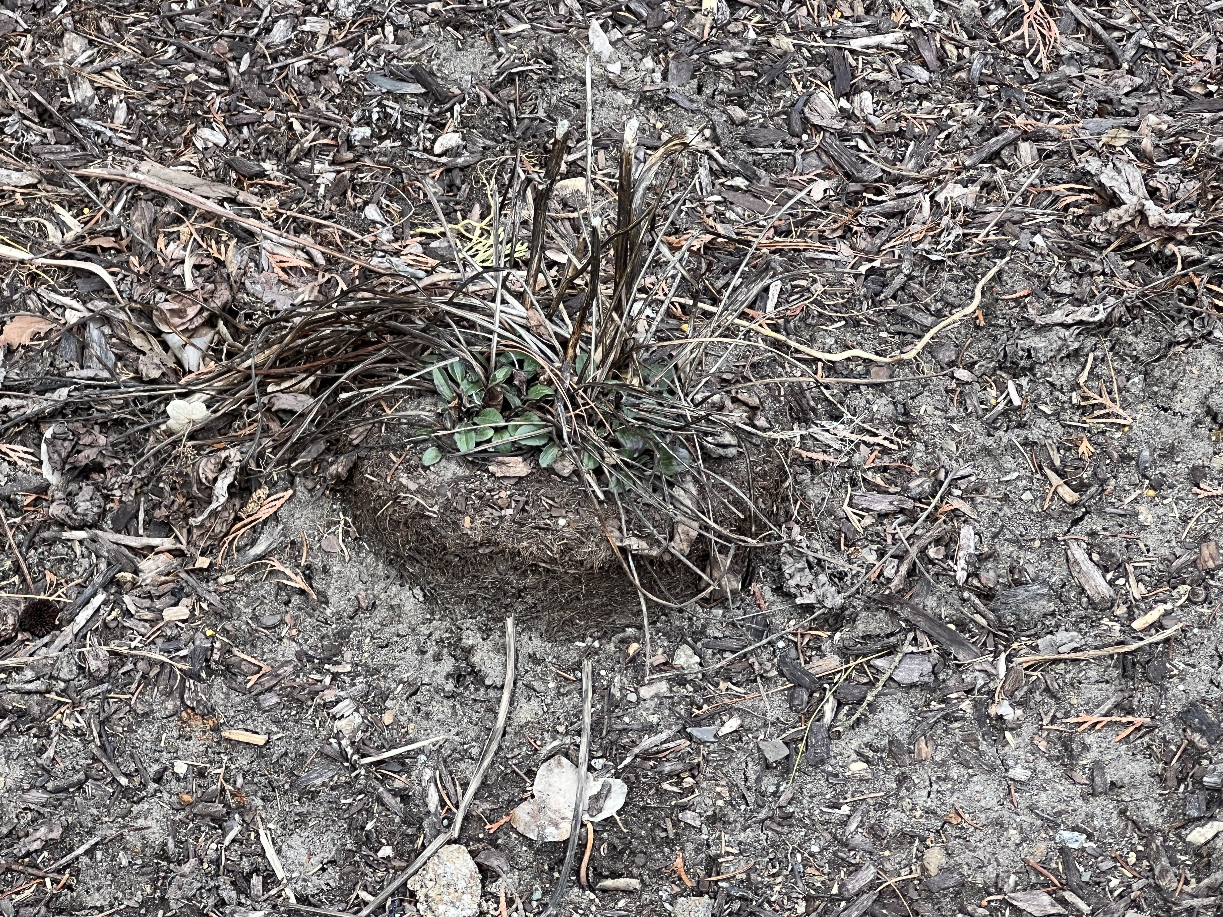 A heaved planting of a perennial that was planted to late in the season without the root ball having been opened up. The freezing and thawing of late December resulted in the poorly planted specimen being heaved 2 inches out of the planting hole. ANDREW MESSINGER