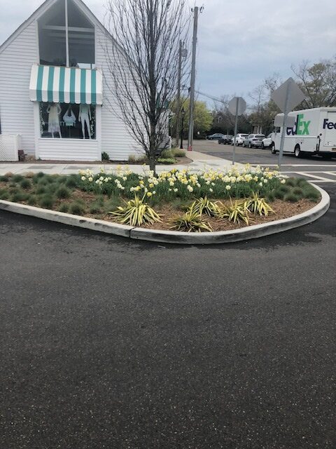 Some of the daffodils planted in 2020. COURTESY MARCUS STINCHI