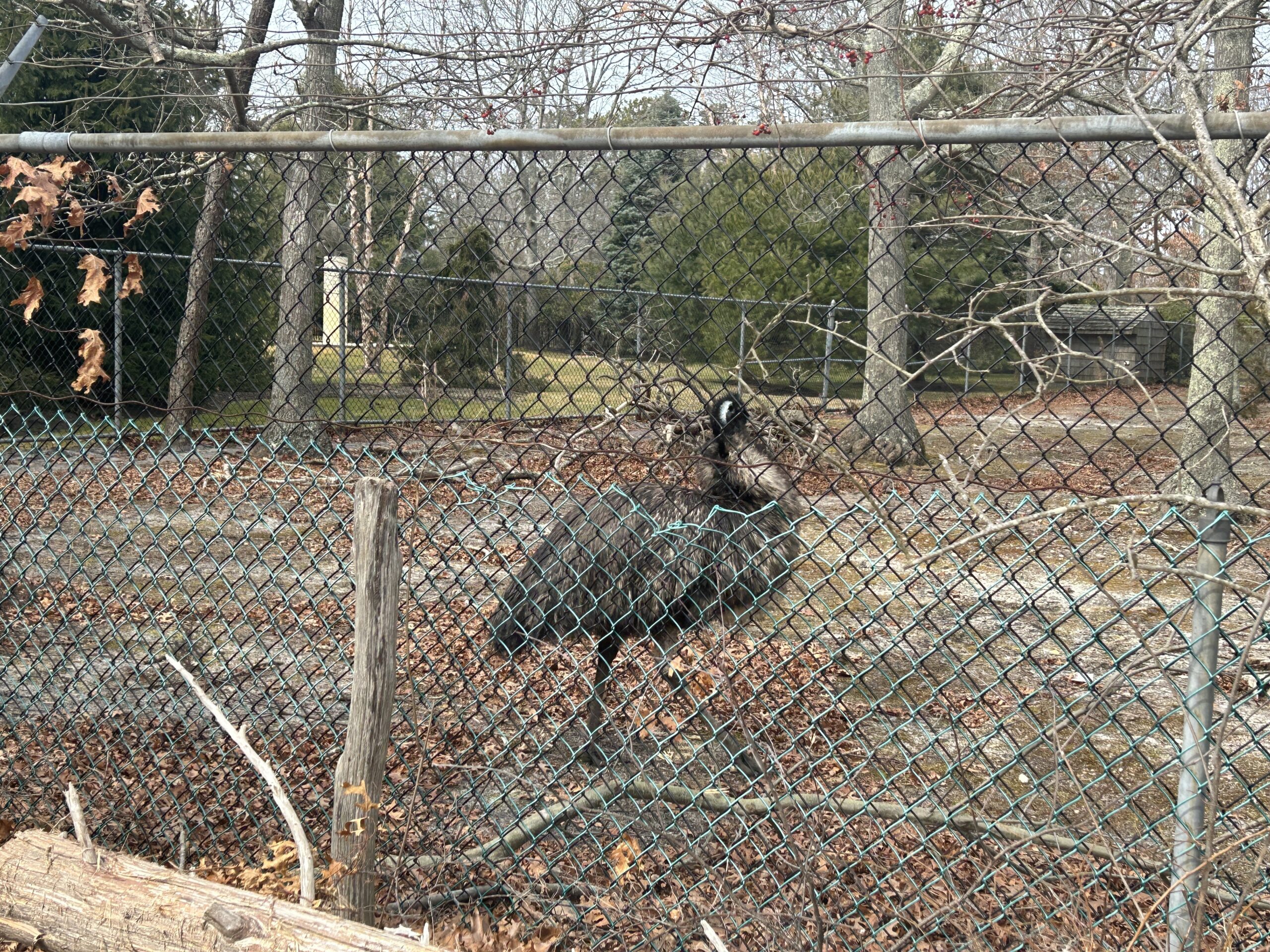 The next door neighbor to the Ecological Cultural Initiative project at St. Joseph's Villas in Hampton Bays -- an emu that likes apples.    KITTY MERRILL