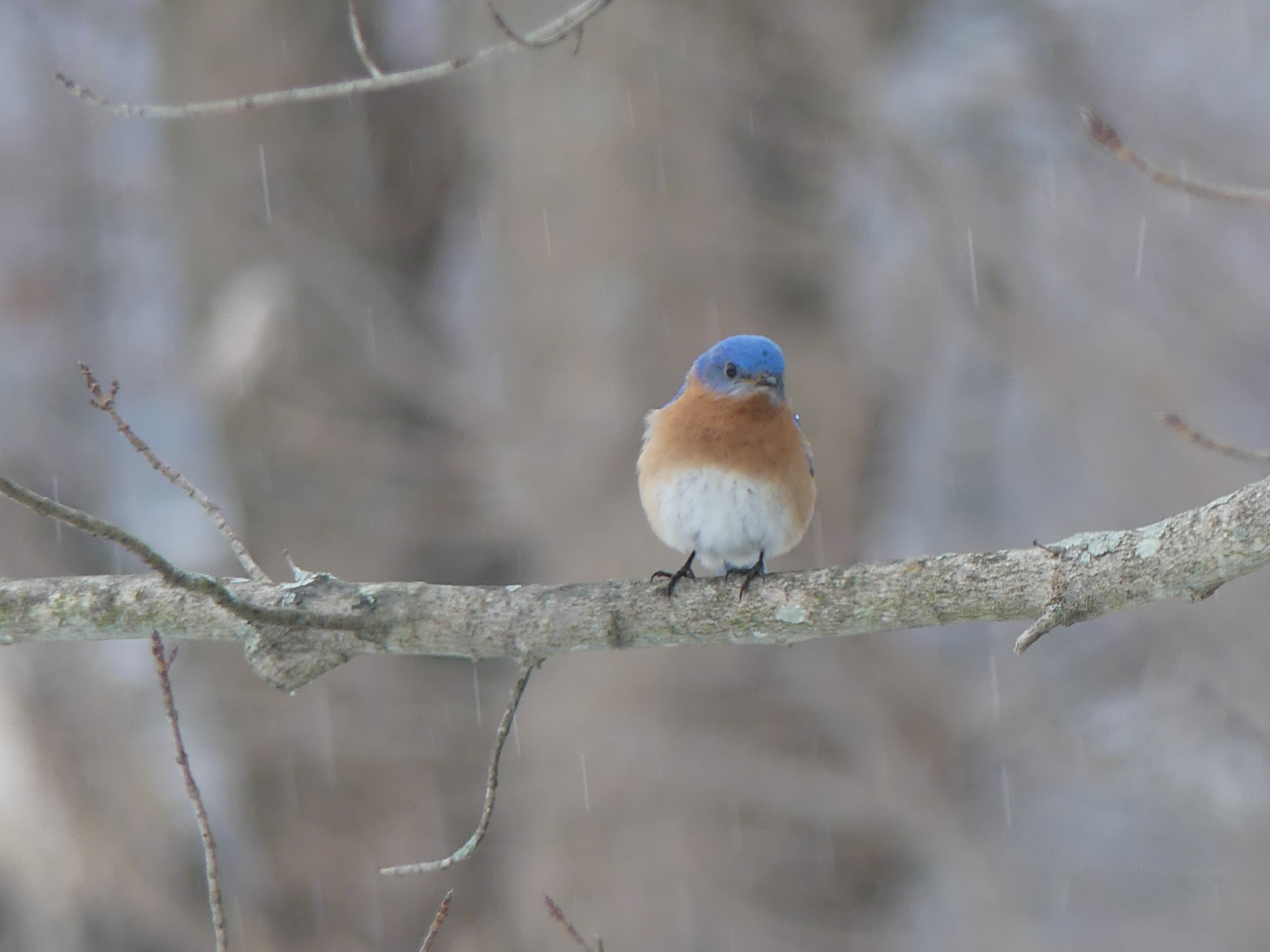 An eastern bluebird eyeing the field and searching for flying insects to feed on. ANDREW MESSINGER