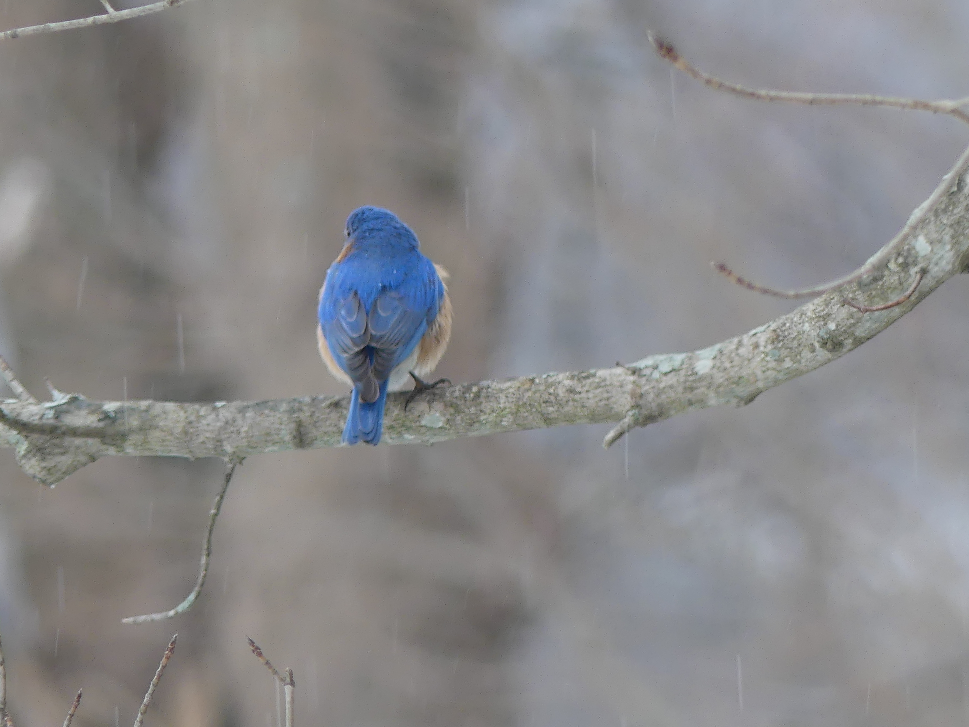 A male eastern bluebird showing his dazzling color. ANDREW MESSINGER