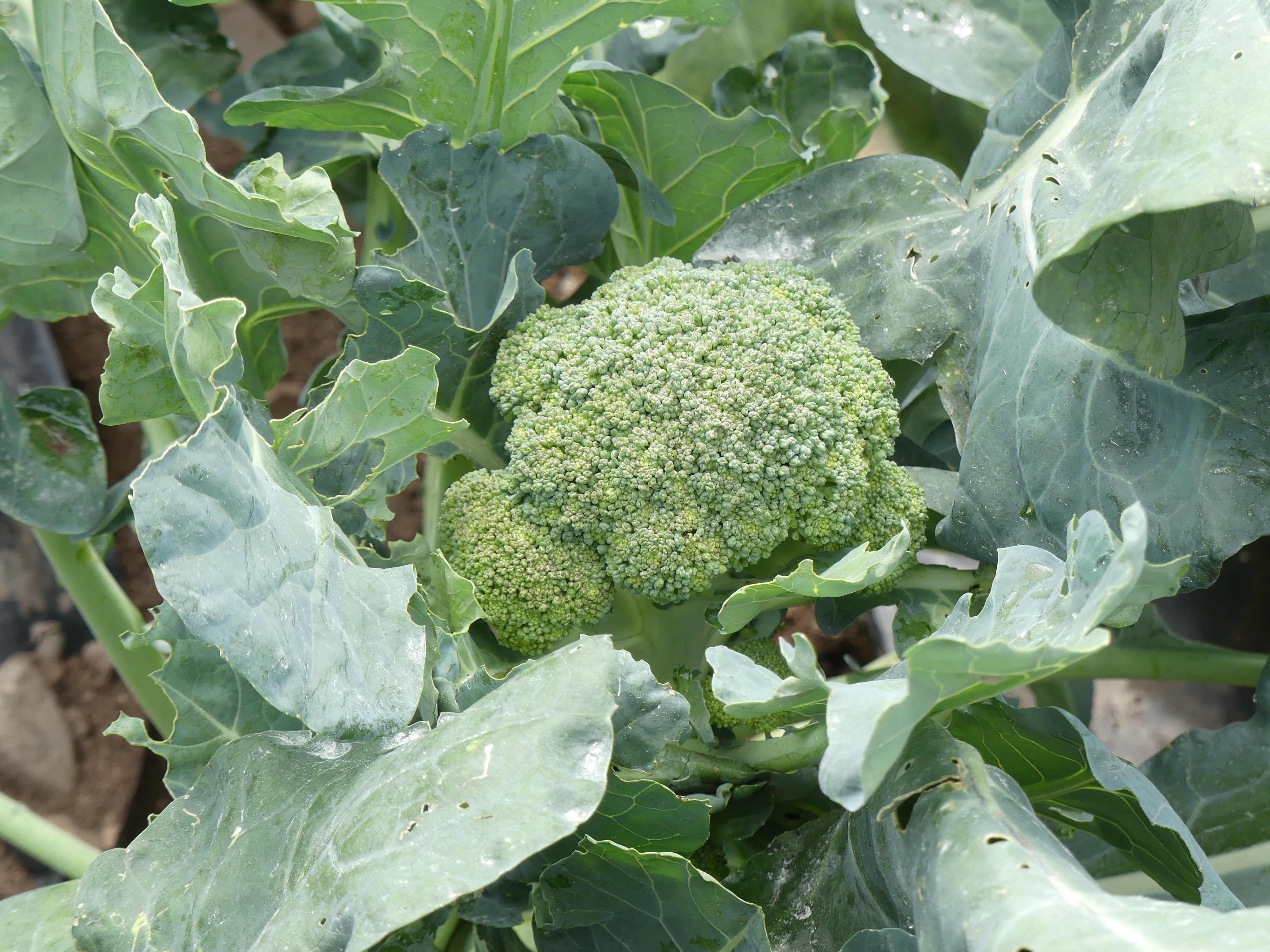 A mature broccoli plant in late July. The crown is showing tinges of yellow meaning the crown is just past its prime. Note the small holes in the foliage. Was it slugs or caterpillars? See the text for clues. ANDREW MESSINGER