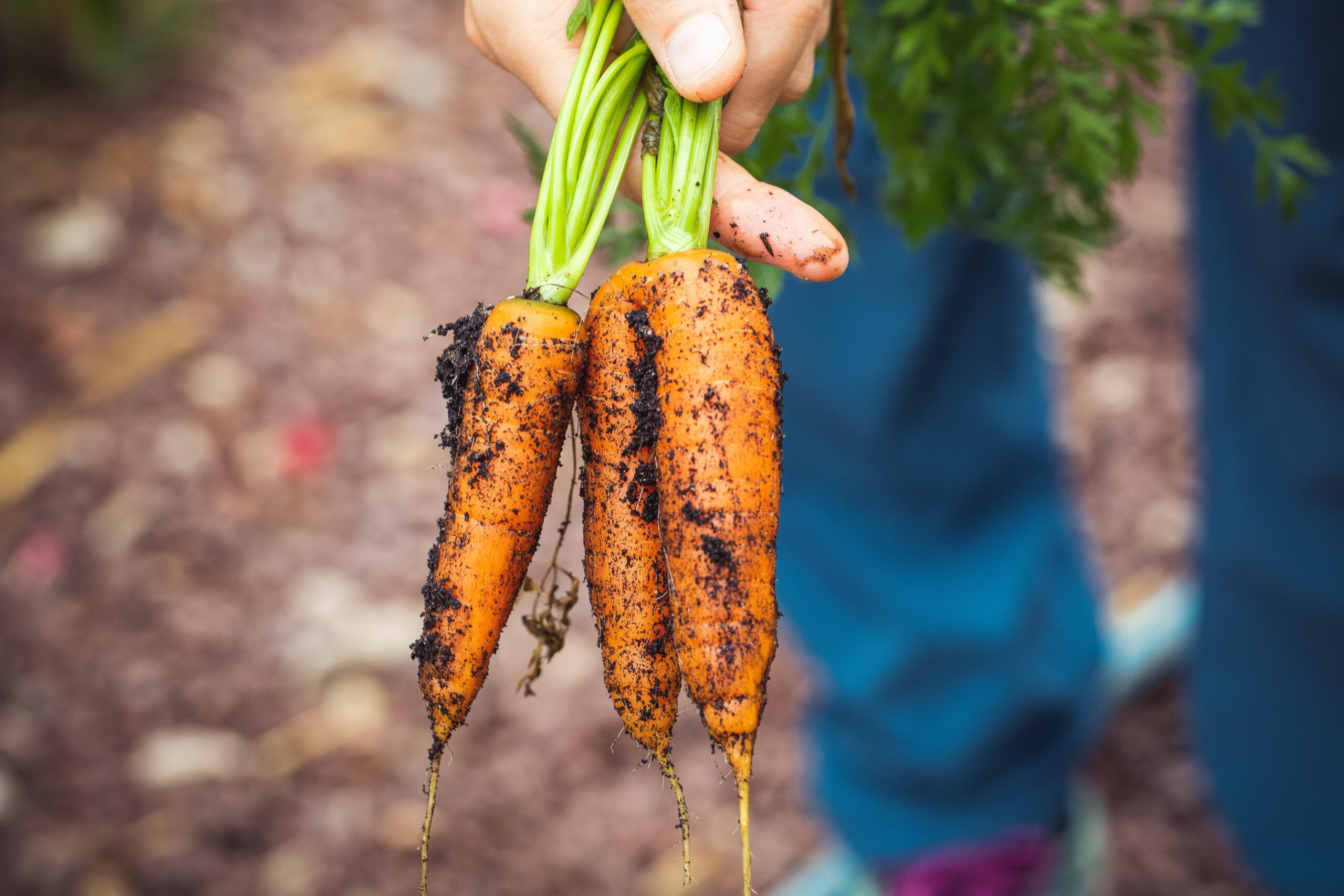 Carrots are well suited to growing in the East End's sandy soils. MARKUS SPISKE