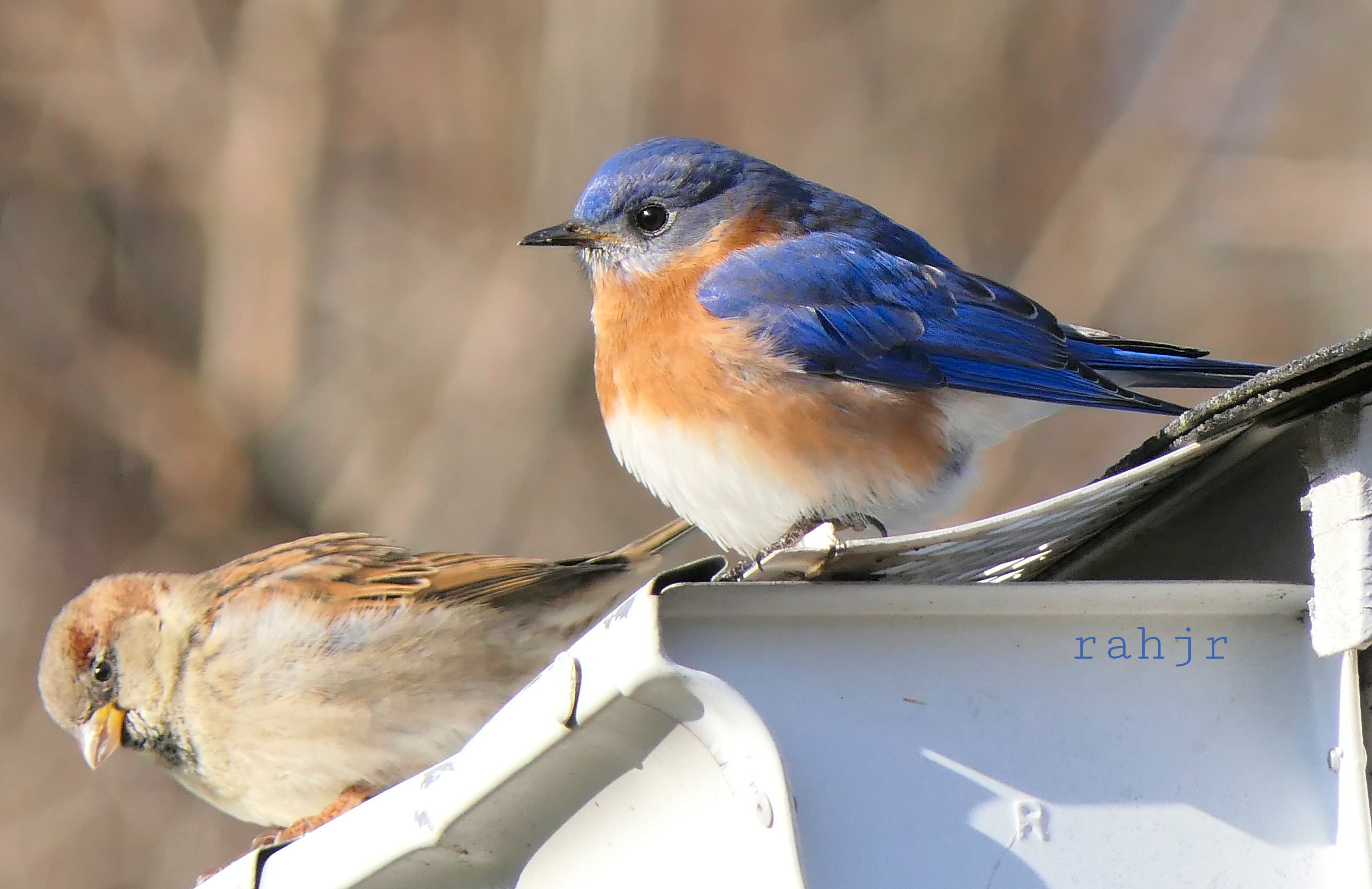 The house sparrow on the left can also use a bluebird box but if the box is placed in a large field or meadow this is unlikely.  RODGER HUBBARD JR.