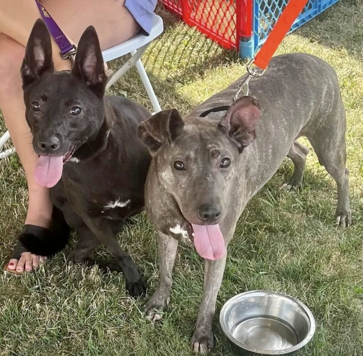 Echo and Inky are looking for a home and will be the first tell you that adopting instead of buying from a breeder helps combat overpopulation. They must be sweeties because they’re our dog Major's siblings. Available at Tylers Rescue Inc. in Sag Harbor. TYLERS RESCUE INC.