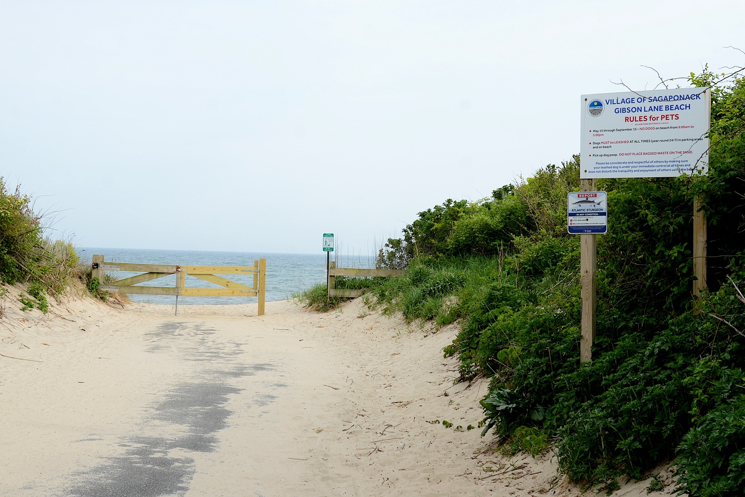 Sagaponack Village residents debated the possibility of banning dogs at Gibson Beach during the summer months, with many residents speaking out against that idea at a public hearing on May 10. KYRIL BROMLEY