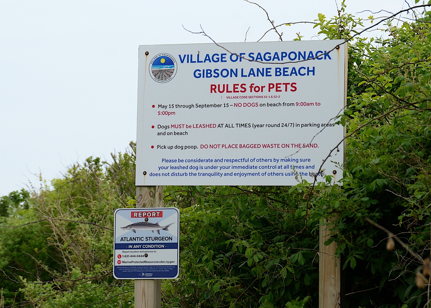 Sagaponack Village residents debated the possibility of banning dogs at Gibson Beach during the summer months, with many residents speaking out against that idea at a public hearing on May 10. KYRIL BROMLEY