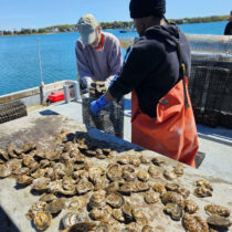 Conscience Point Shellfish Hatchery board member Howard Reisman, left, and employee Henry Swan sort oysters. TESS MAHONEY