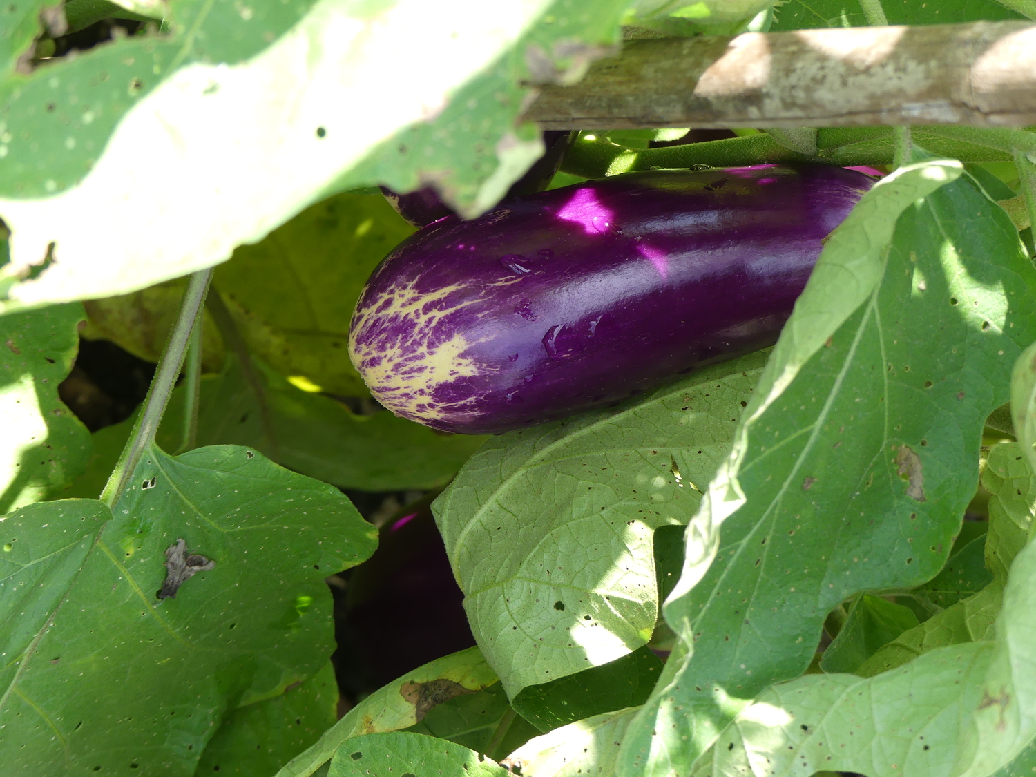 What To Know Before Growing Eggplant 27 East