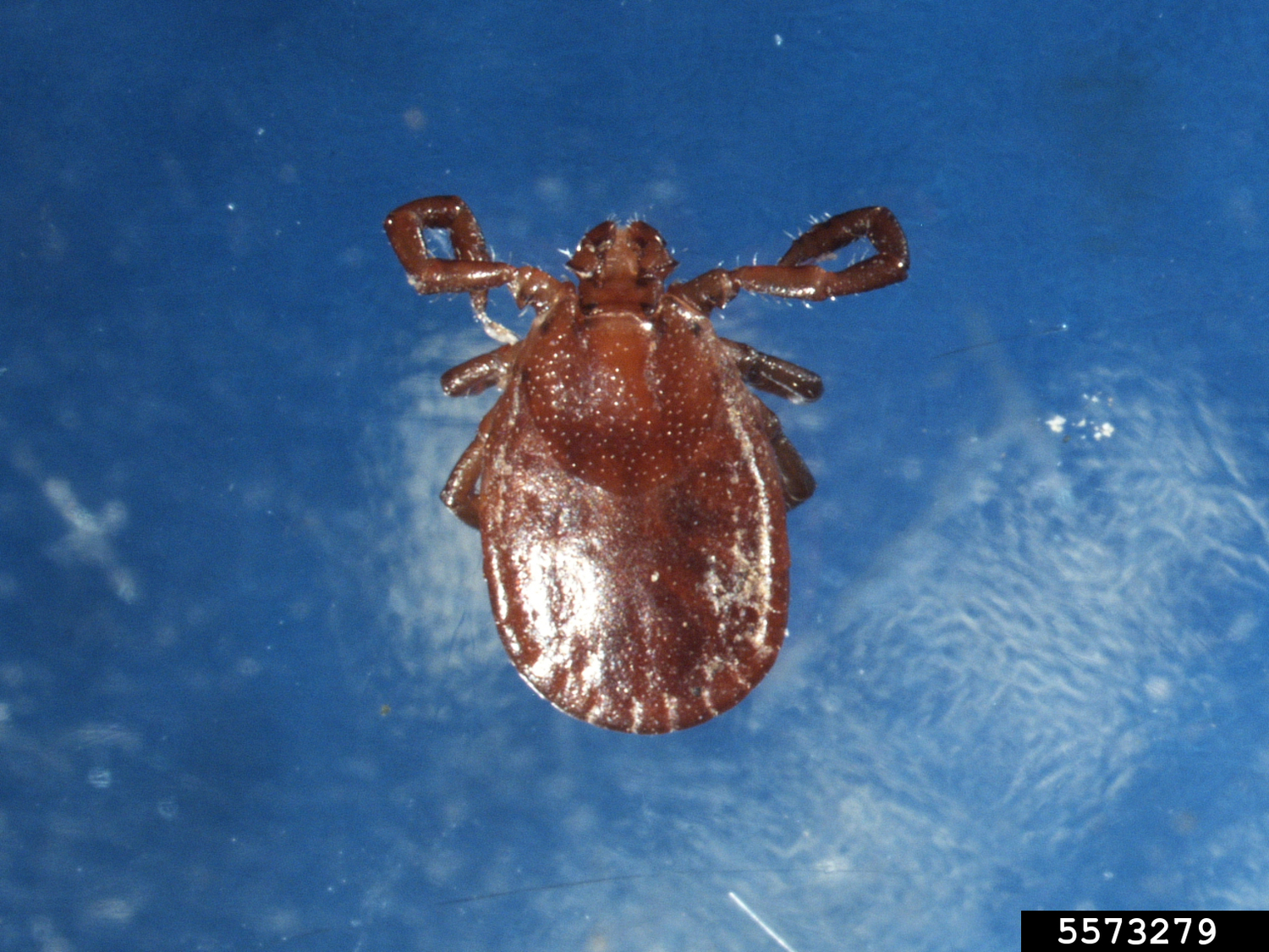 Asian longhorned tick.  ERIC R. DAY, VIRGINIA POLYTECHNIC INSTITUTE AND STATE UNIVERSITY, BUGWOOD.ORG, CC BY 3.0 US