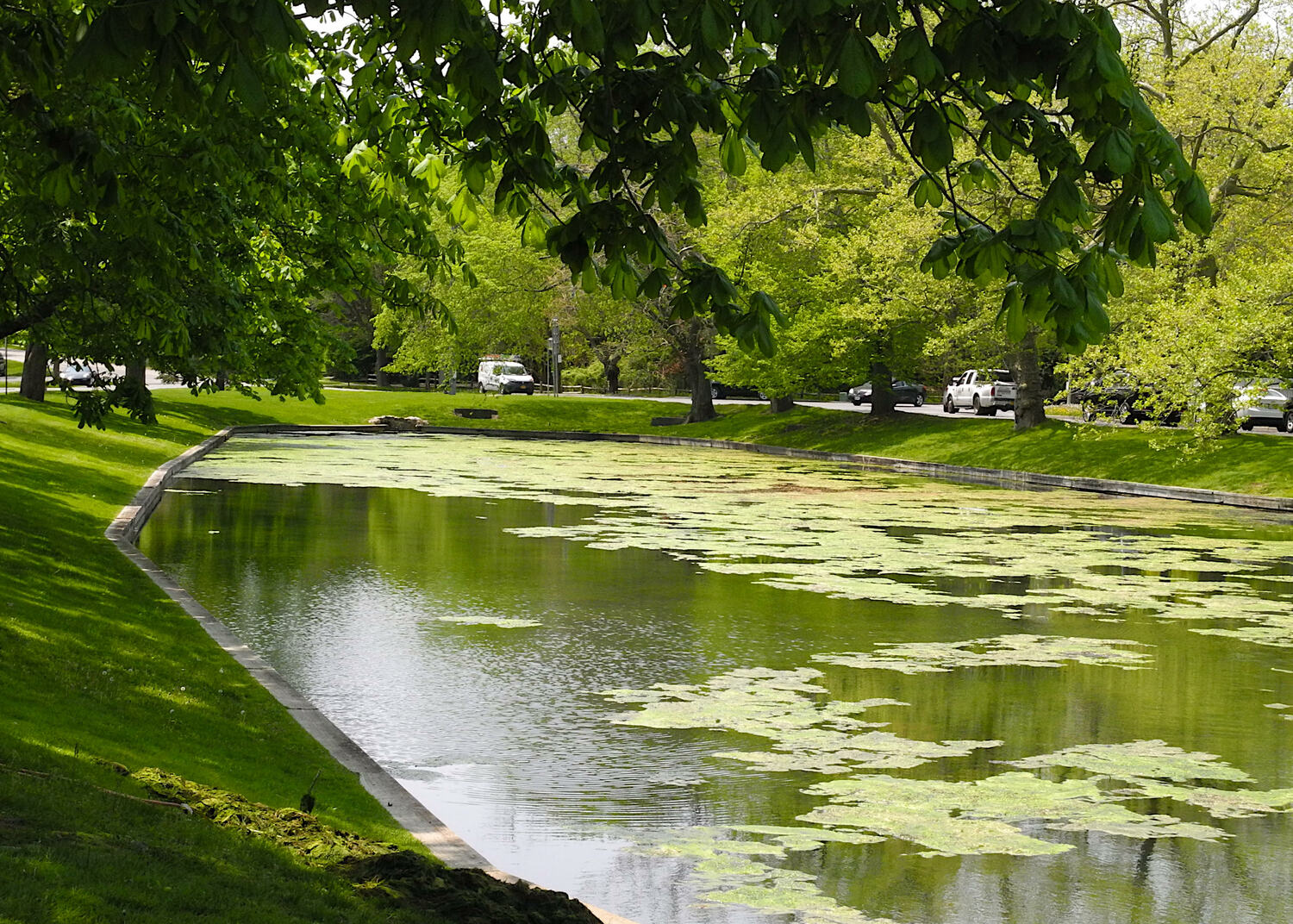 Blobs of slimy algae have been blooming in Town Pond in East Hampton Village this spring. Crews working for the village have been raking it out but new blooms pop up in a matter of days. 
KYRIL BROMLEY